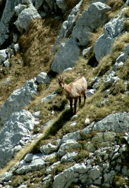 Camoscio d''Abruzzo Rupicapra pyrenaica ornata